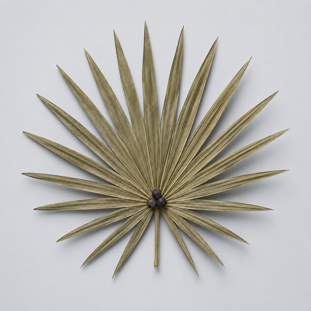 Saw Palmetto
