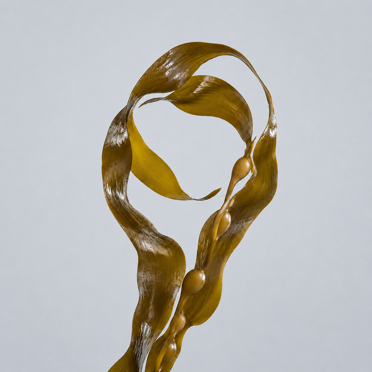 Kelp
