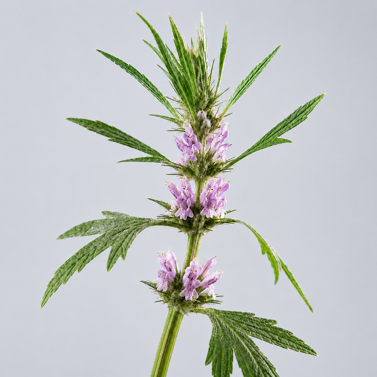 Motherwort