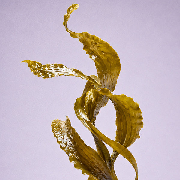 Kelp