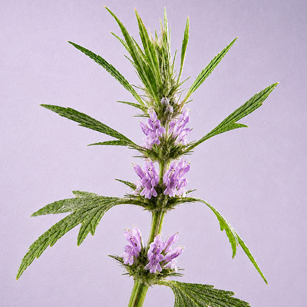 Motherwort