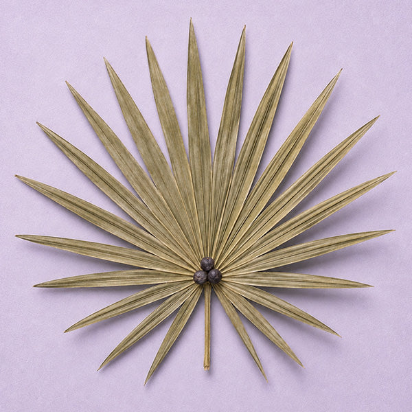Saw Palmetto